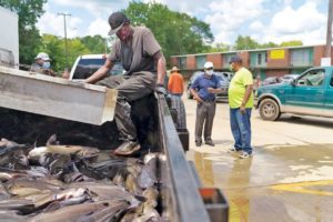 ‘Everybody likes catfish’: Local church’s food program distributes five tons of live catfish to those in need