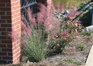 Southern Gardening: Use Gulf Muhly grass for winter looks, color