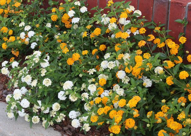 Southern Gardening: Lantana’s summer bloom show is already underway