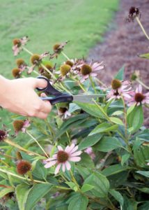 Southern Gardening: Removing spent flowers encourages more blooms