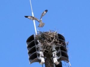 New Jersey fire siren silenced by osprey nest