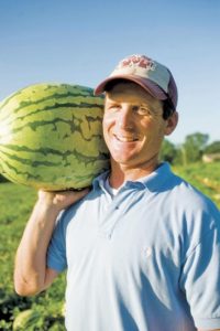 Watermelons coming, but slow going