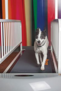 Dog treadmill sales brisk as pets shape up