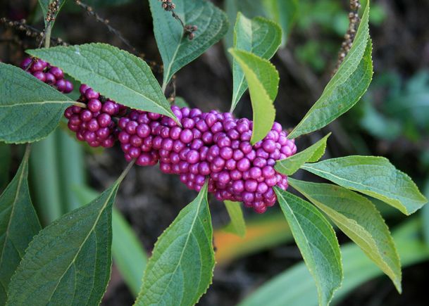 Southern Gardening: Native fall beautyberry belongs in the landscape