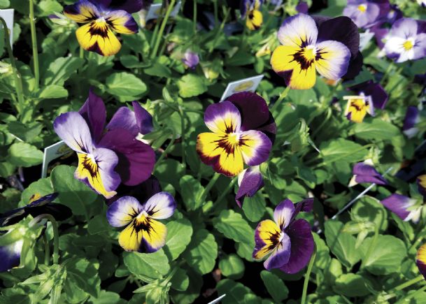 Southern Gardening: Plant violas in the fall for winter-long color