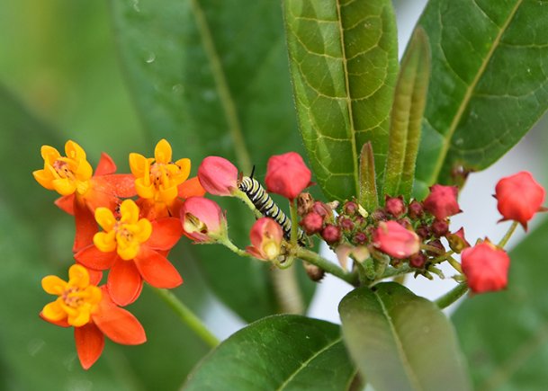 Gary Bachman: Attract Monarch butterflies with milkweed selections