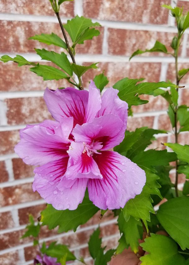 Southern Gardening: Rose of Sharon has high growth potential