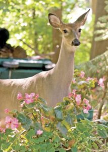 Not my roses! Keep deer out of the garden