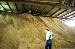 Area peanut growers produce bumper crop