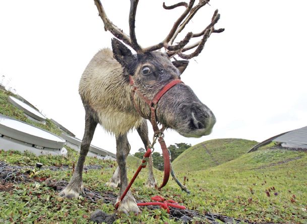 Rudolph’s shiny red nose may be tied to eyes that glow blue