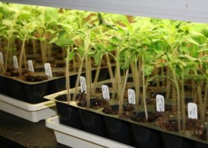 Southern Gardening: Mississippi Medallion honors Garden Gem tomatoes