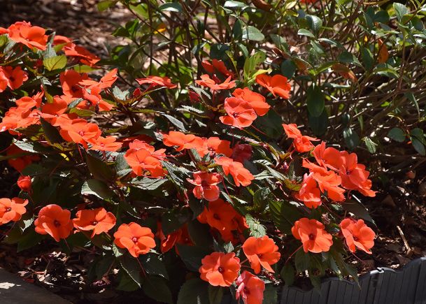 Southern Gardening: Plan garden for SunPatiens and New Guinea impatiens