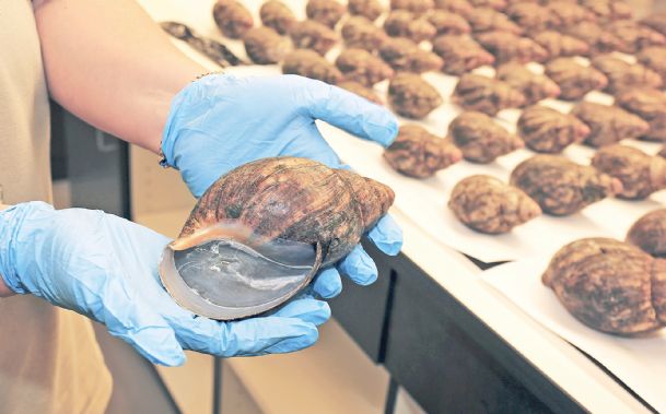 Giant African snails seized at airport