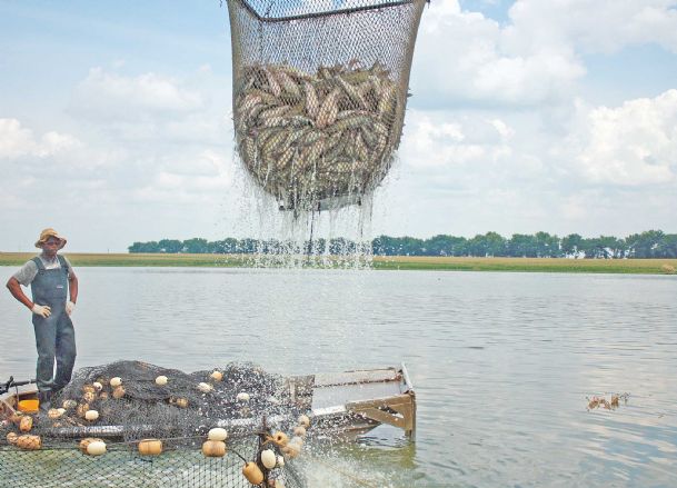 Tax break won’t lift cloud over catfish industry