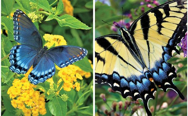 In the garden with Felder: What are the best butterfly plants for Mississippi gardens?