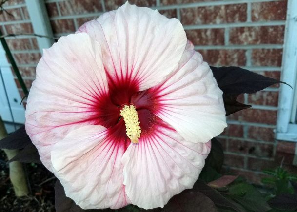 Southern Gardening: Hibiscus family offers varieties for all settings