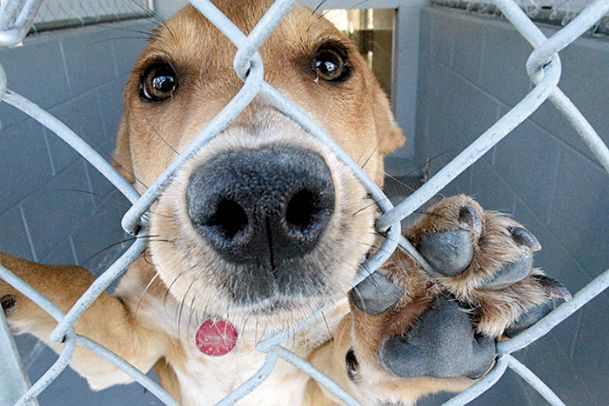 Dogs at store the humane society