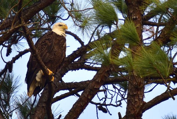 Eagles flourish in Golden Triangle