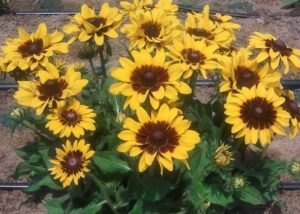 Southern Gardening: Rudbeckia are great flower choices for heat