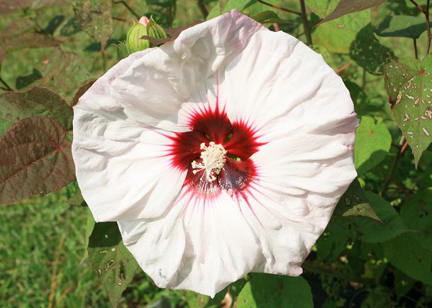 Southern Gardening: Use hardy hibiscus for late-summer blooms