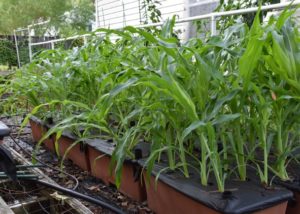 Southern Gardening: Prepare gardens before storms arrive