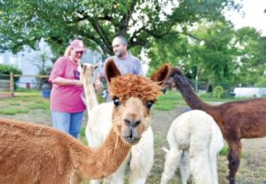 A Clay County couple finds alpacas appealing — and that, like potato chips, one isn’t enough