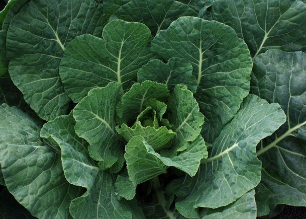 Southern Gardening: Collards gain Medallion award, thrive in the state