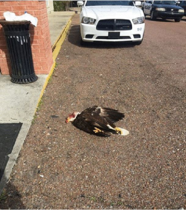 Dead bald eagle found in Columbus appears to have been shot