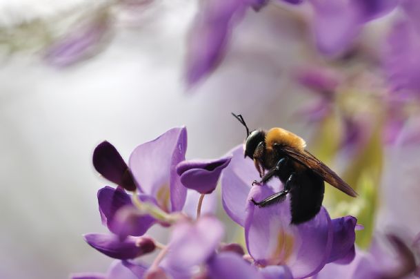 The American bumblebee: Disappearing?