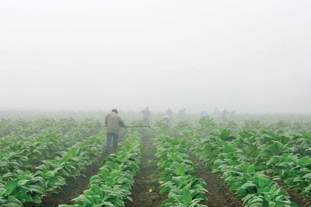 Report highlights child labor on tobacco farms