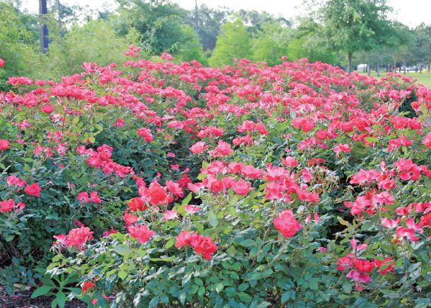 Southern Gardening: Treat mom to Knockout, hybrid tea roses at home