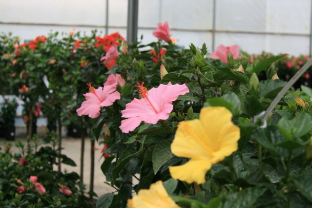 Southern Gardening: Tropical hibiscus makes late summer color splash