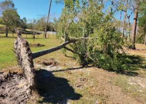 Southern Gardening: Get professional help for major tree damage