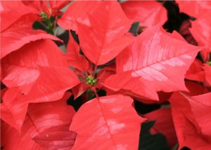 Southern Gardening: Poinsettias bring Christmas cheer and colors indoors