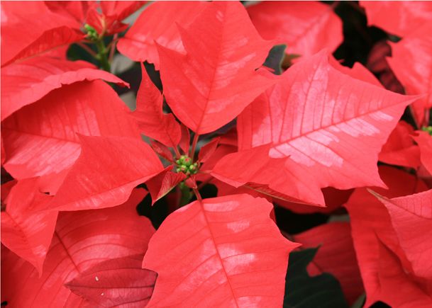 Southern Gardening: Poinsettias bring Christmas cheer and colors indoors