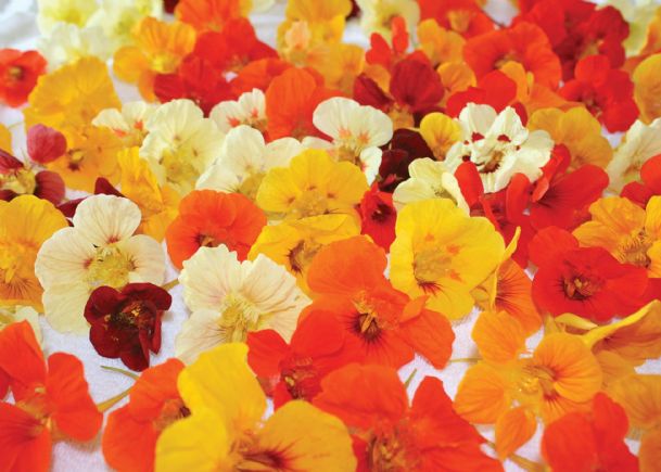 Southern Gardening: Nasturtium is beautiful, tasty addition to gardens