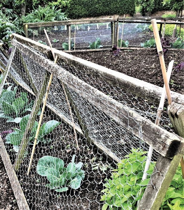 In the garden with Felder: Sometimes a physical barrier is the bottom line