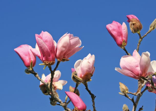 Southern Gardening: Saucer magnolia flowers are early signal of spring