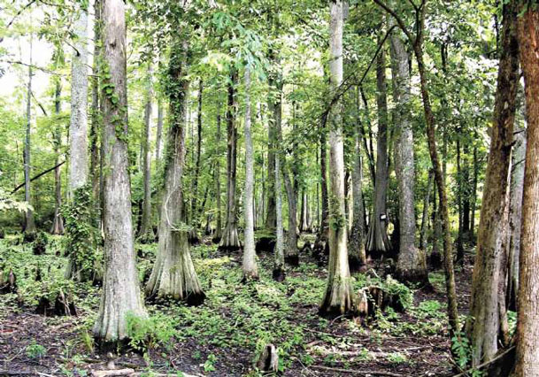 Ask Rufus: A slue of information about Mississippi swamps