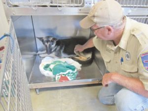 Long-sought dog heads out of town