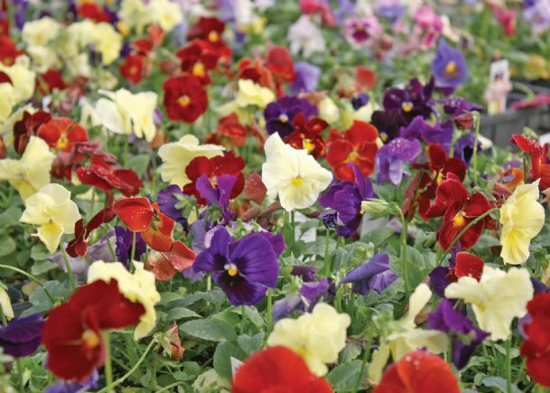 Southern Gardening: Select Matrix, Delta pansies for pretty winter landscapes