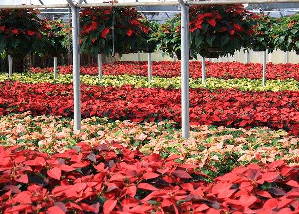 Southern Gardening: Select, care well for Christmas poinsettias