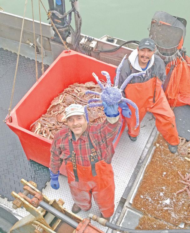 Rare blue-colored red king crab caught in Alaska