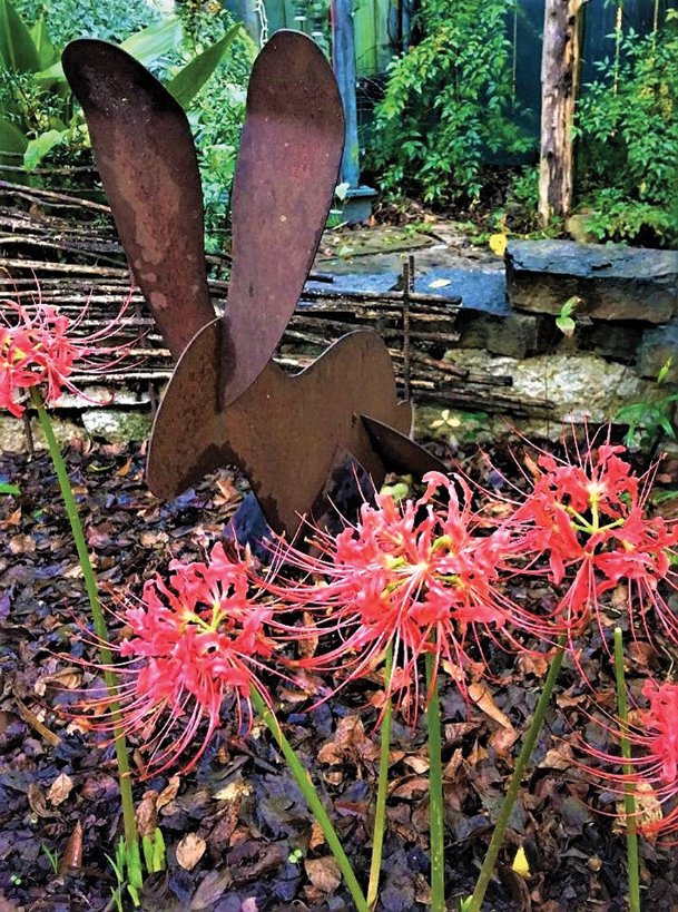 In the garden with Felder: A Lycoris, by any other name