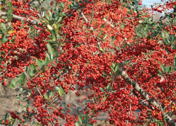 Southern Gardening: Pyracantha adds spark to winter landscapes