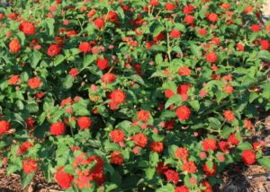 Southern Gardening: Find a place for Luscious lantana in flower gardens