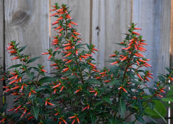 Southern Gardening: Vermillionaire blooms, attracts until first frost