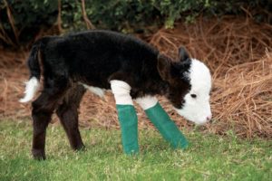 Lil’ Bill: Born prematurely, this little bull is defying odds