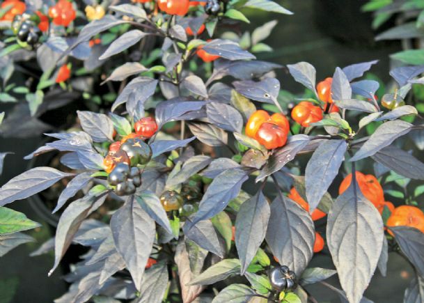 Southern Gardening: Get fired up about ornamental peppers