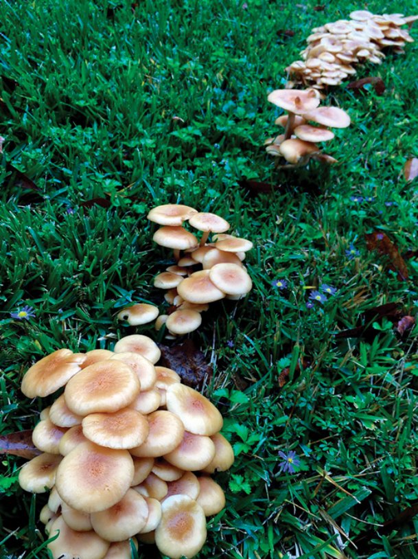 In the garden with Felder: A season of ‘shrooms